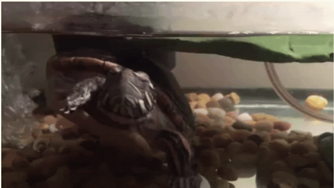 turtle turtle