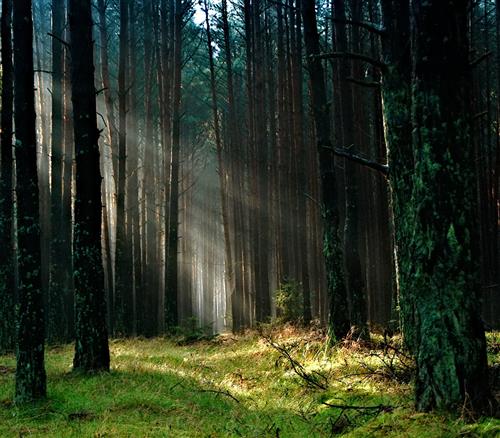 Forest 