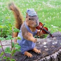 Fiddle Squirrel Fiddle Squirrel