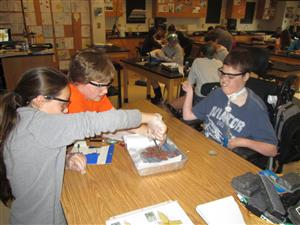 dissection 
