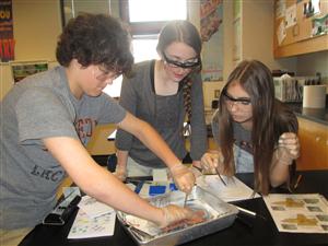 dissection 