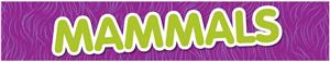 mammals 