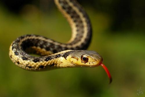 Snake Snake