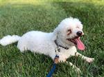 Bichon 