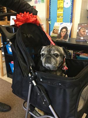 Gus in his stroller. 