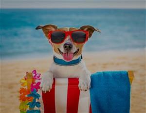 Beach Bum 