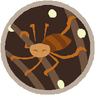 Lice 