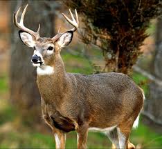 buck 
