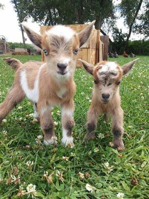 baby goats 