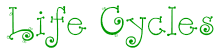 life cycles 