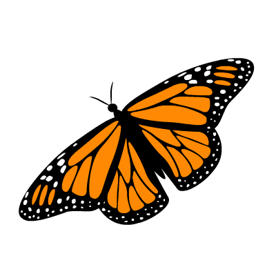 butterfly 